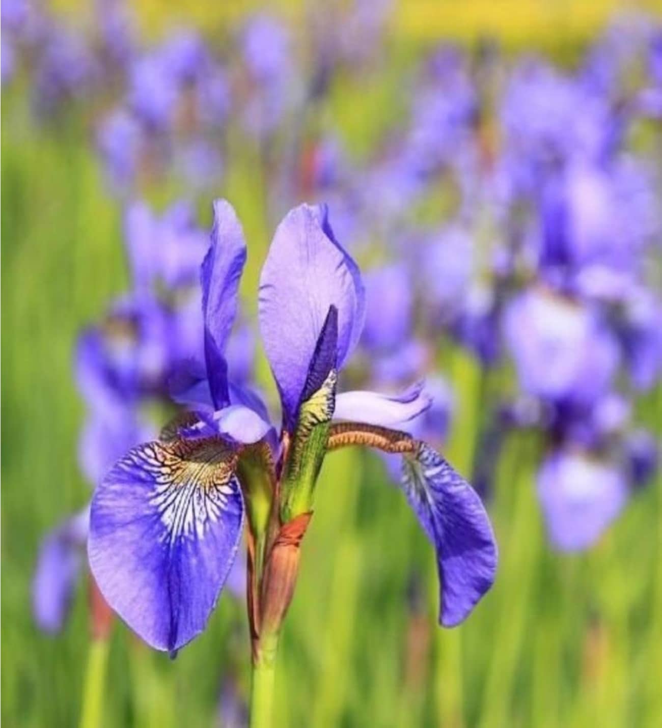 2 Adet Mor iris Süsen Soğanı Alman Zambağı