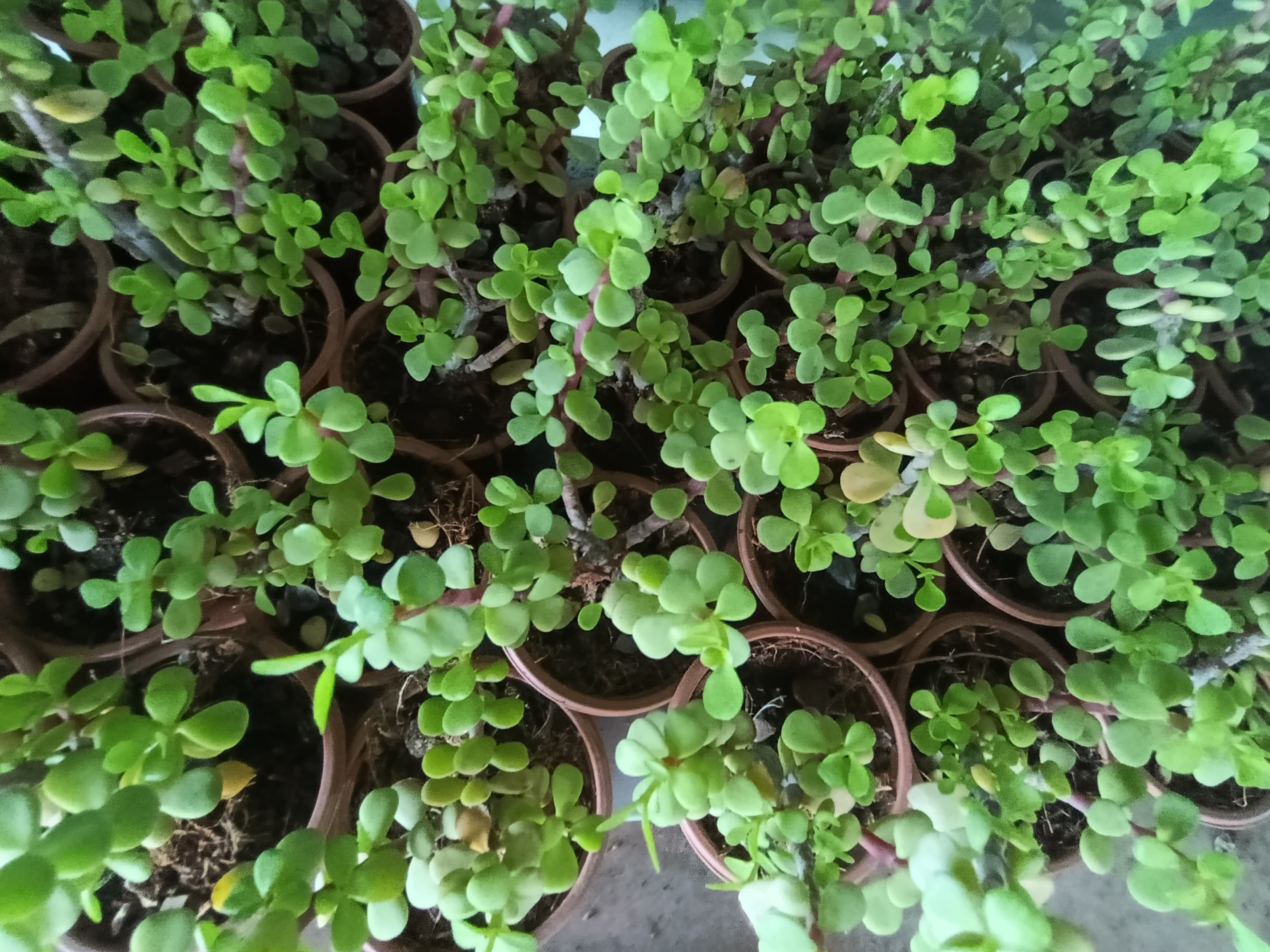 Orta Boy Para Çiçeği 10.5 Saksıda