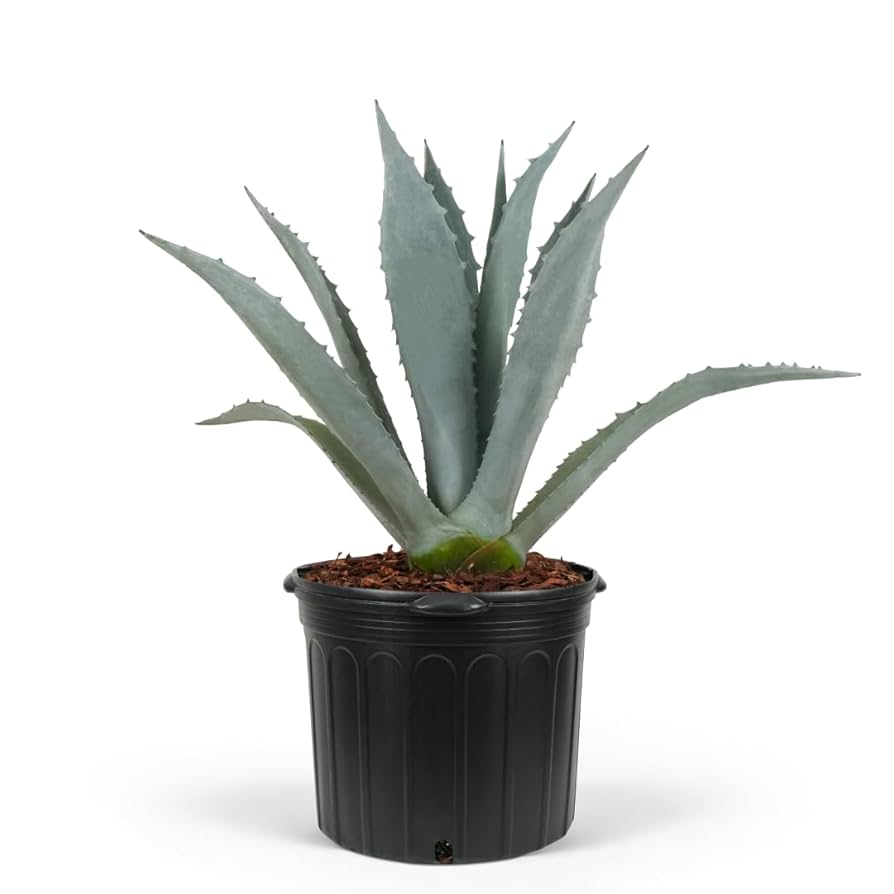 Agave Americana Amerikan Sabırı