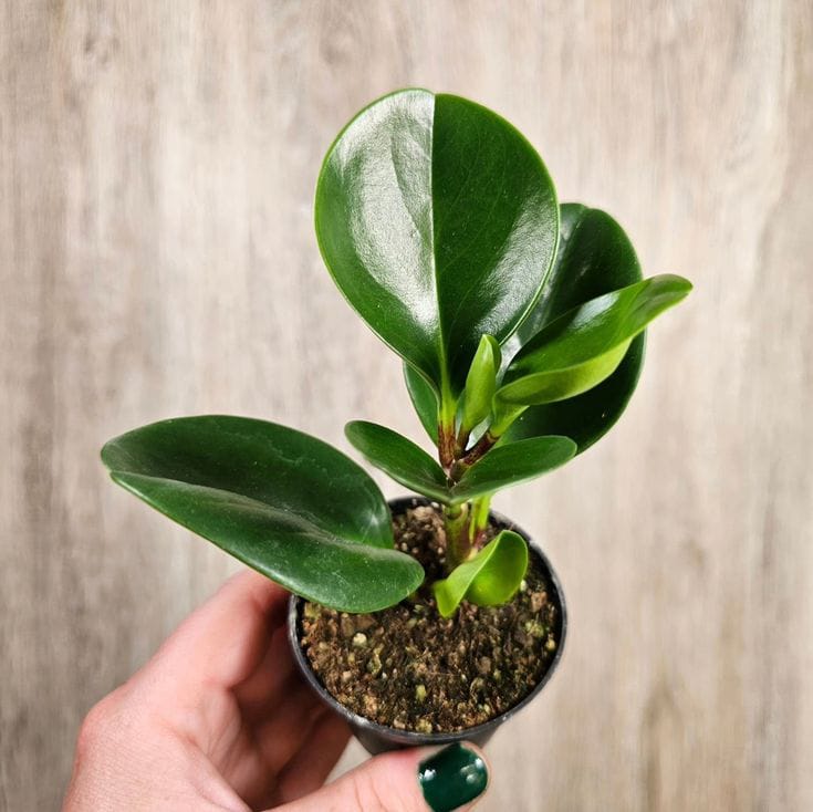 Saksıda Peperomia Umut Bitkisi