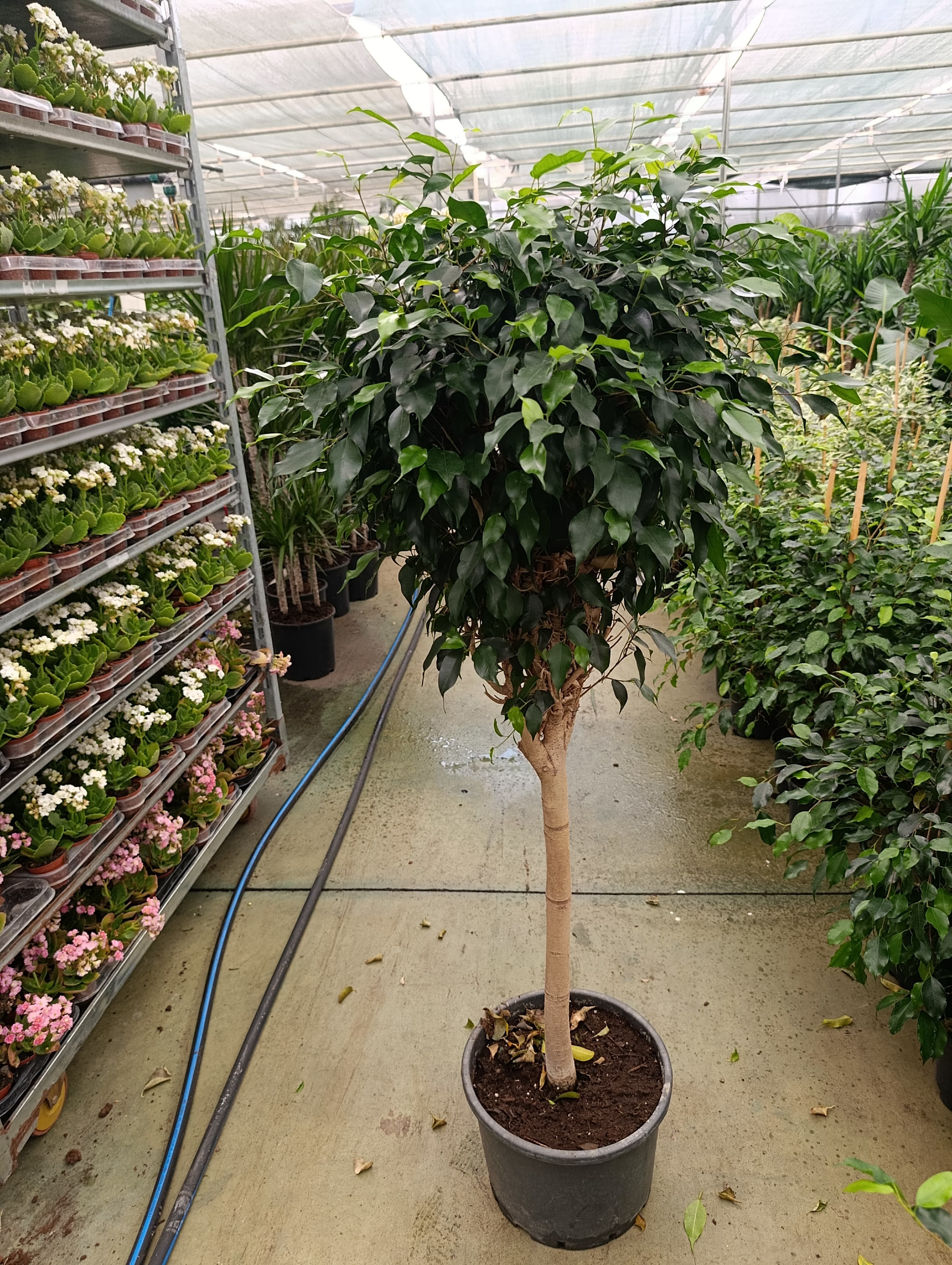 Saksıda Ficus Lyrata Tijli (Keman Yaprağı İnciri) Bitkisi