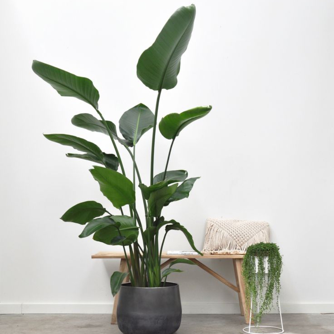 Tropik Cennet Kuşu (Strelitzia nicolai) - Büyük Boy Salon Bitkisi