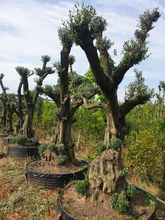 139 Yaş Zeytin Ağacı