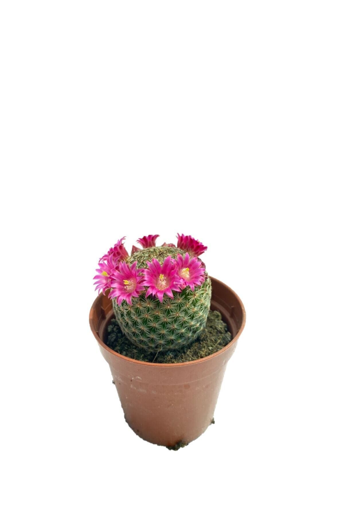 Mammillaria Lanata (5,5 Cm Saksıda) Pembe Çiçek Açan Kaktüs