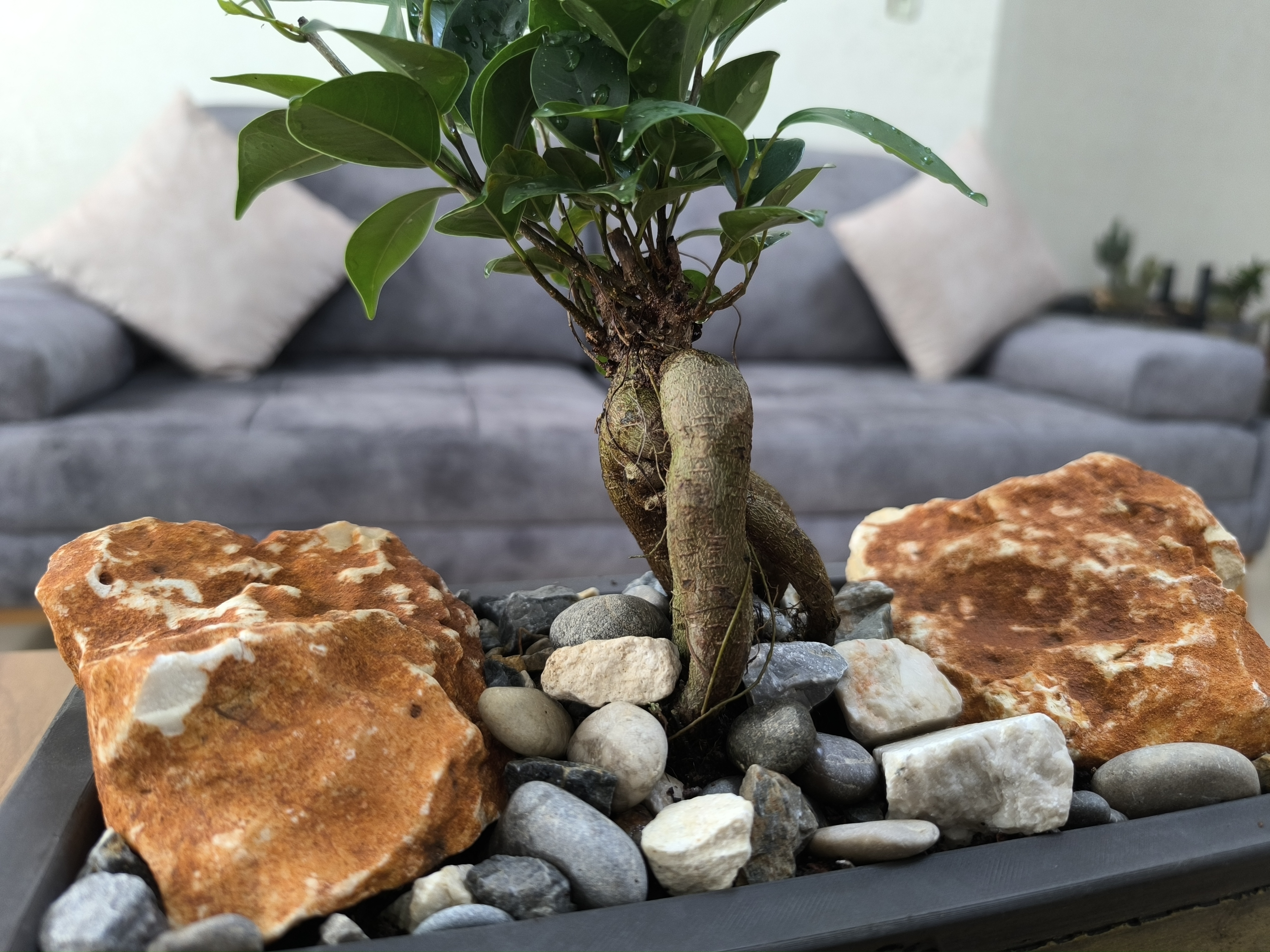 Özel saksıda bonsai aranjmanı