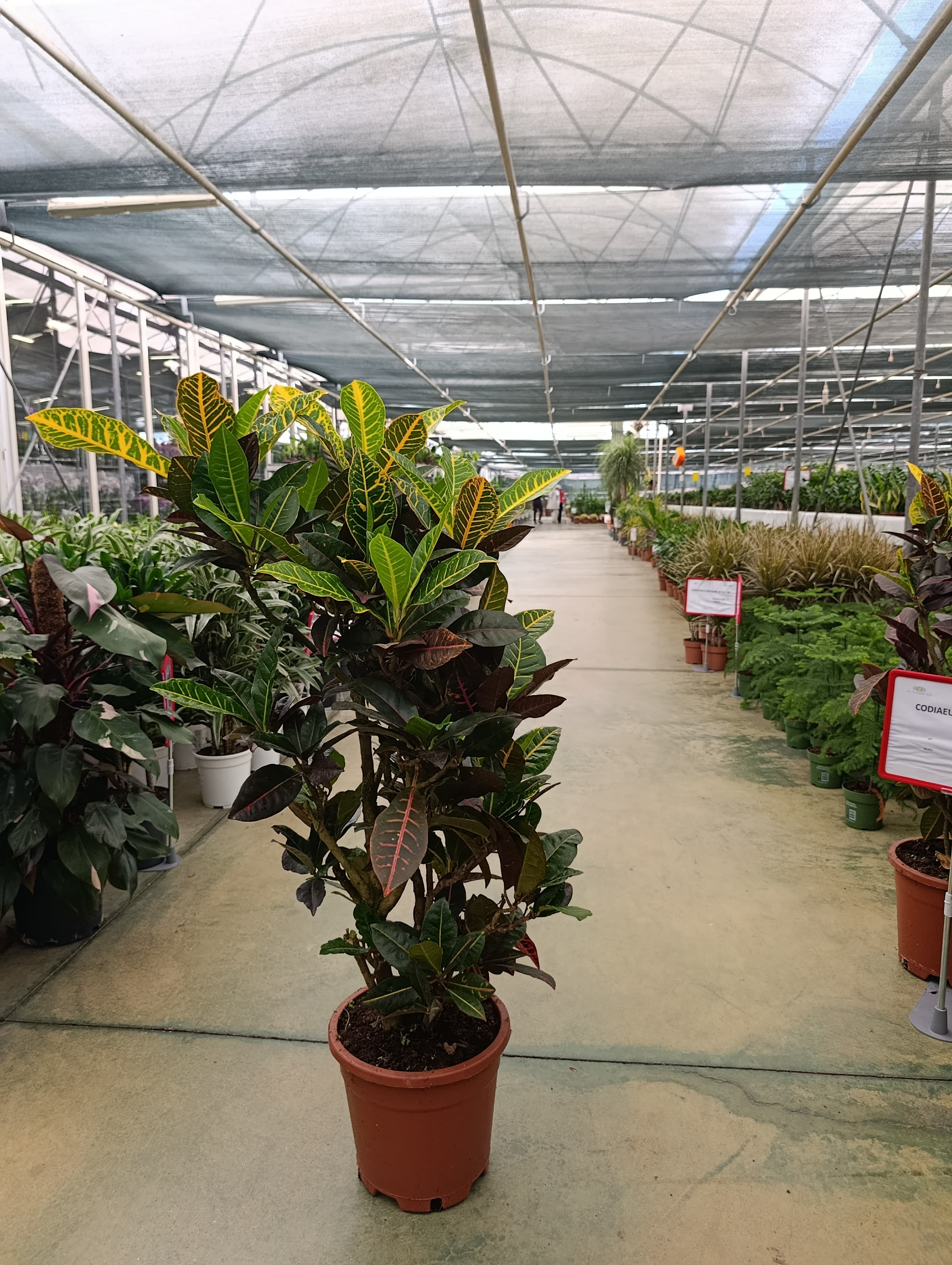 Codiaeum Croton Petra - Kraton Bitkisi