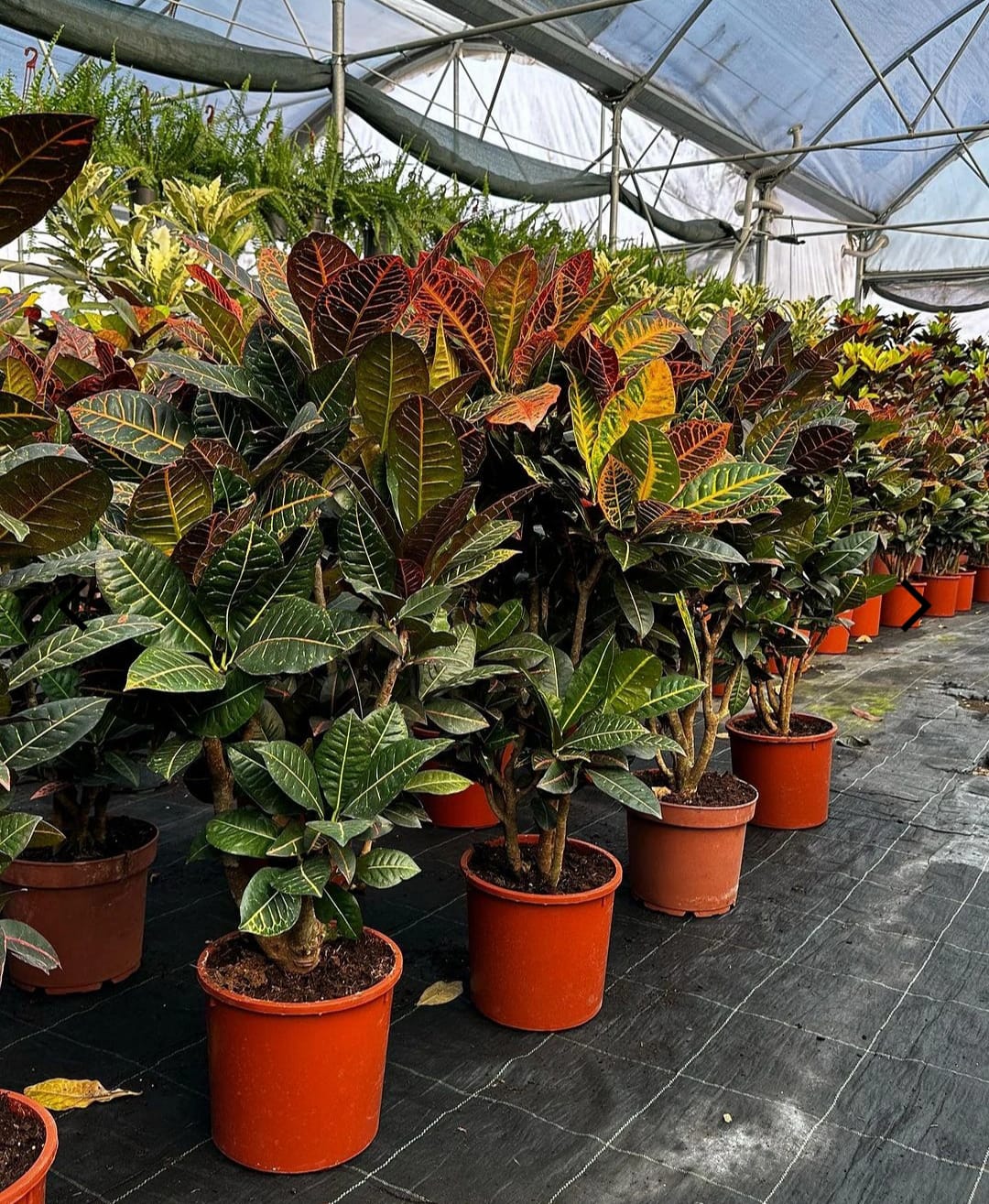 Sakaıda  XL Croton Petra Çiçeği