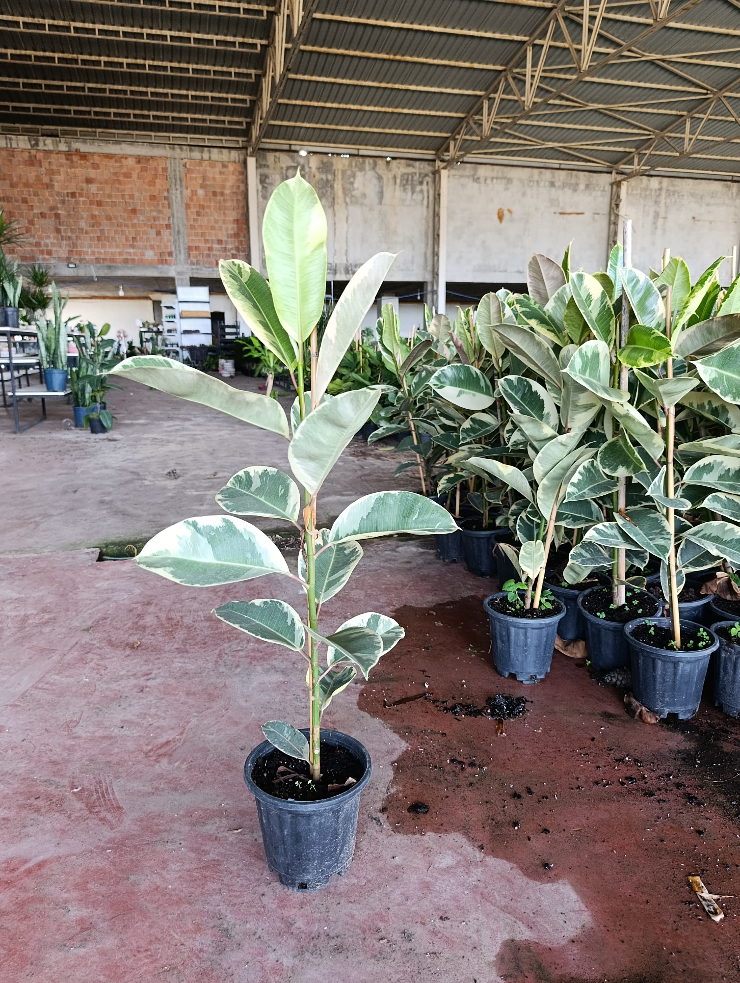 Ficus Elastica Tineke Alacalı Kauçuk Bitkisi