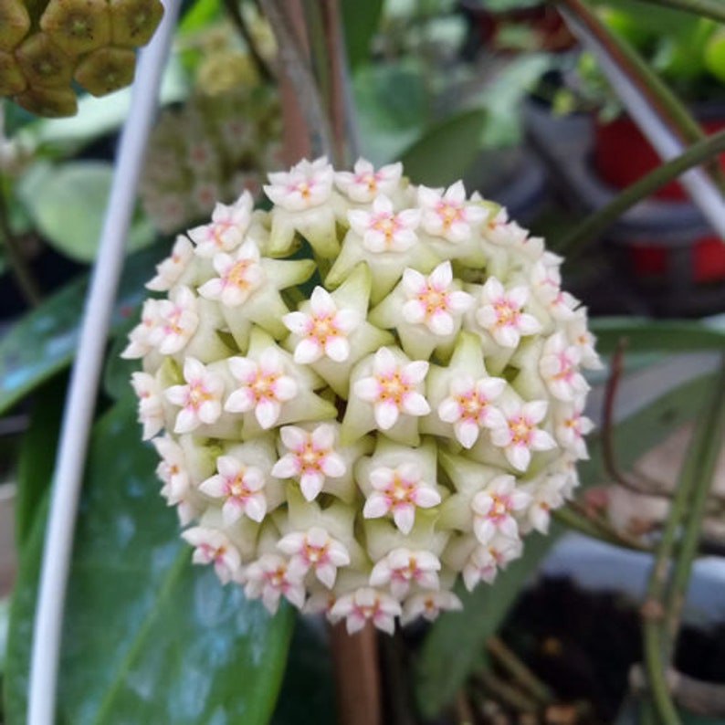 Hoya Snowflake Kar Tanesi Hoya Mum Çiçeği Fidanı 