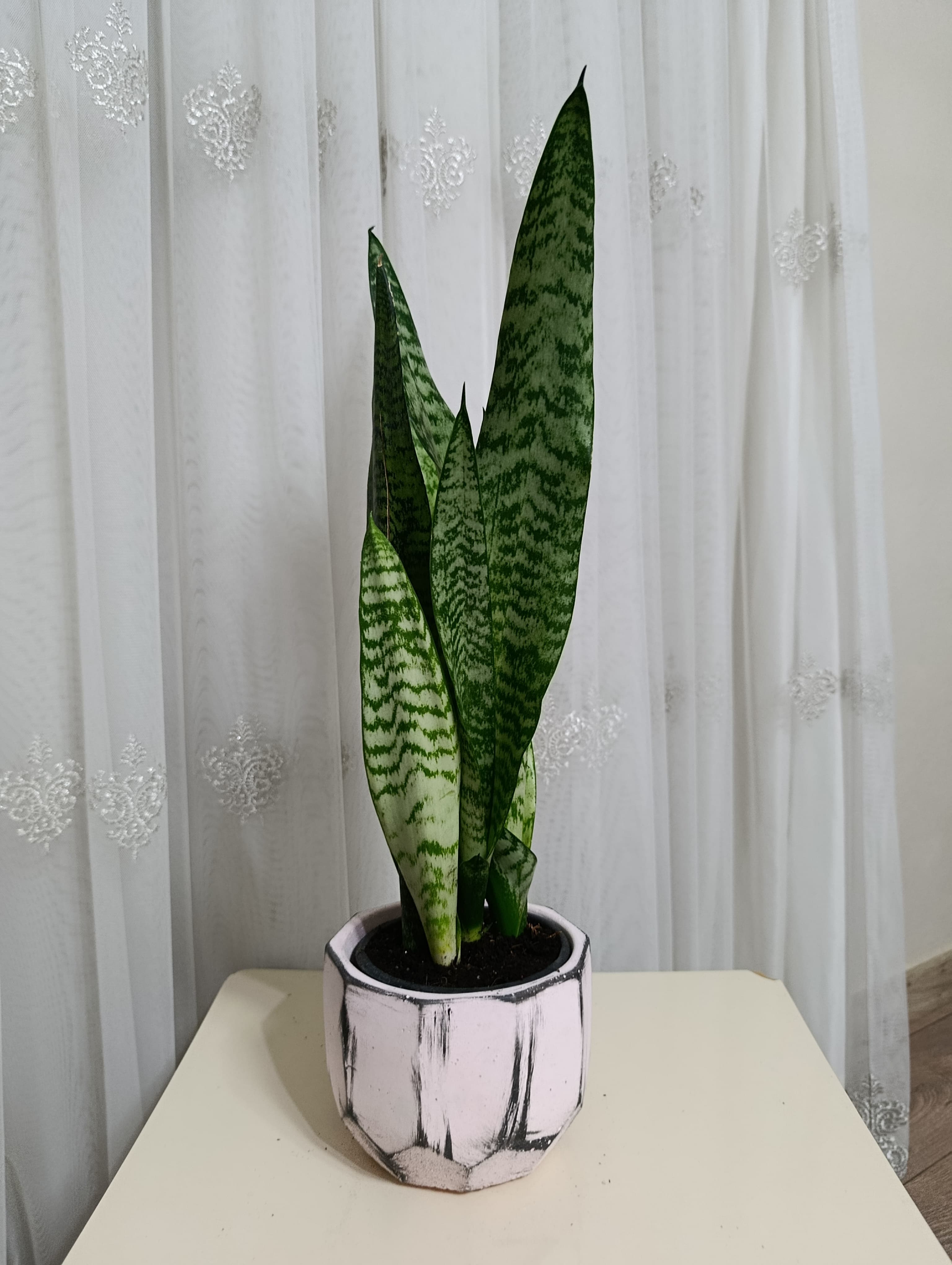 Prizma Model Taş Saksıda Paşa Kılıcı Çiçeği