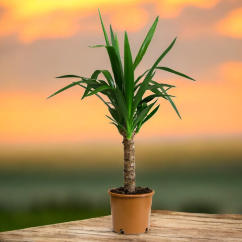 Tek gövdeli yuka yucca 40-60 cm