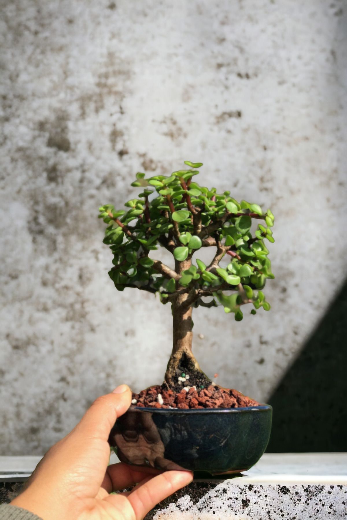 Bonsai para ağacı dekoratif taş saksıda