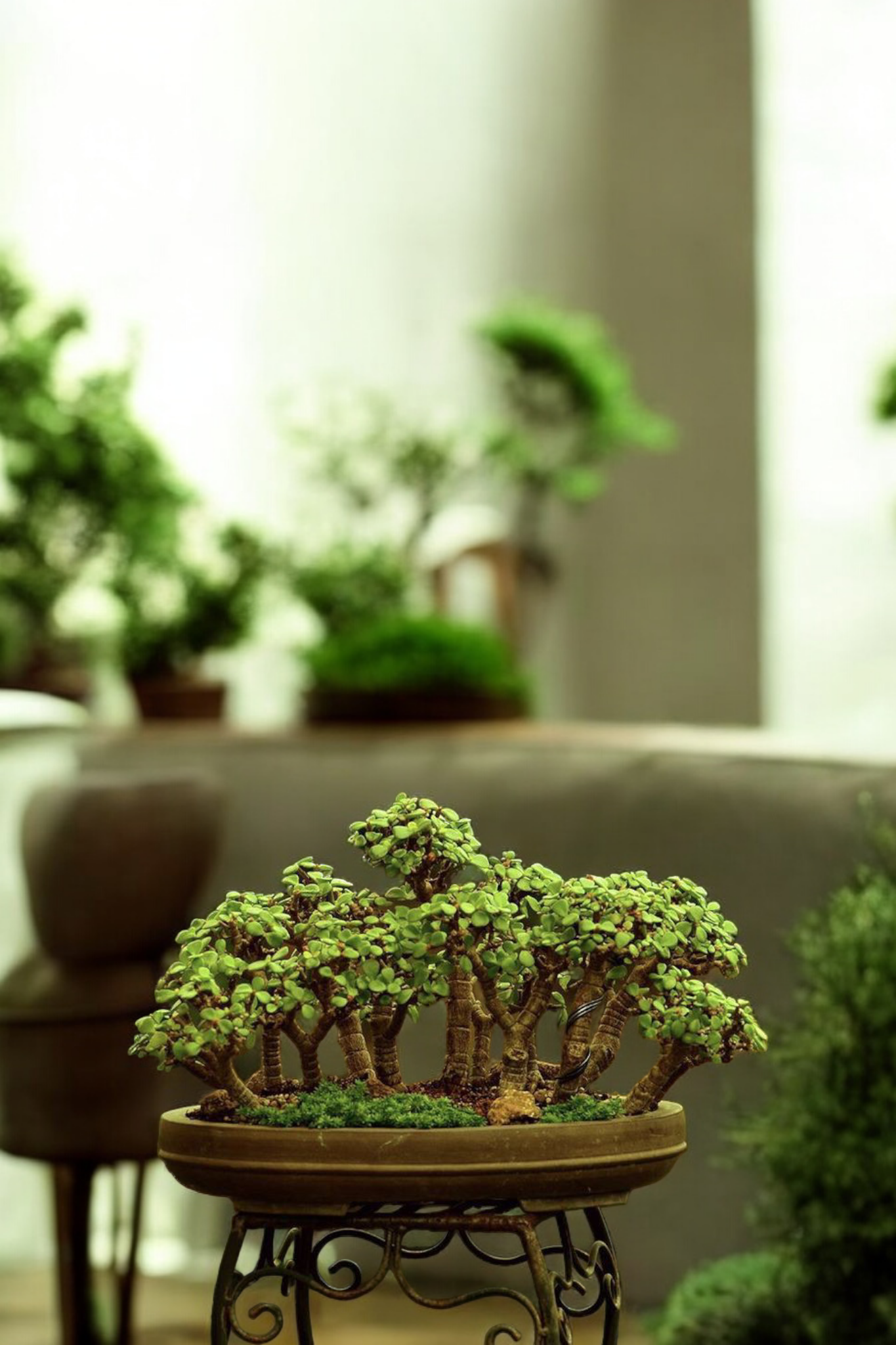 Afra Dizayn Bonsai Bahçesi