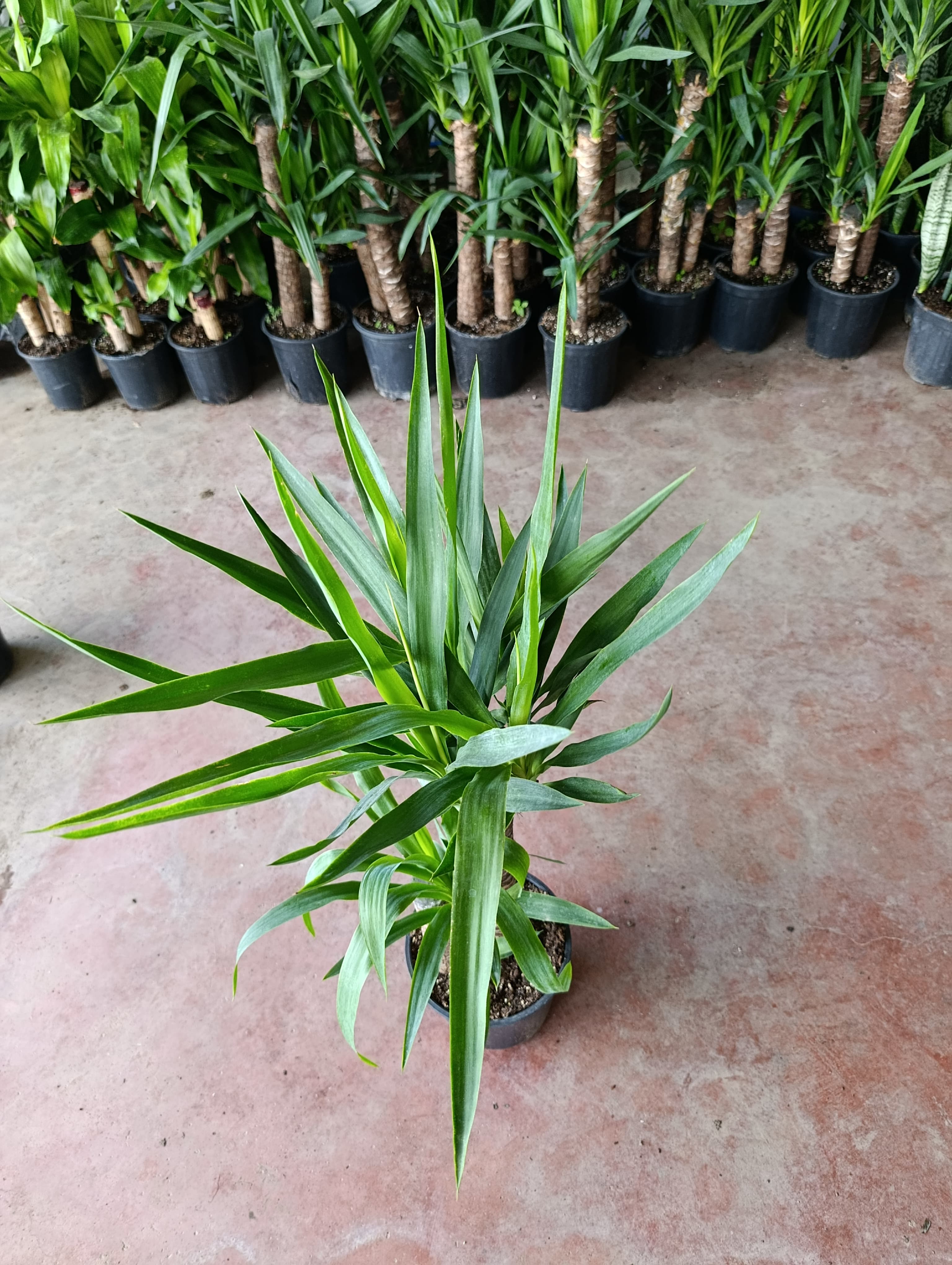 Yucca 2 Govde ( Ev Ofis Salon Ic Mekan Bitkisi ) - 100-120 Cm 21 Saksida