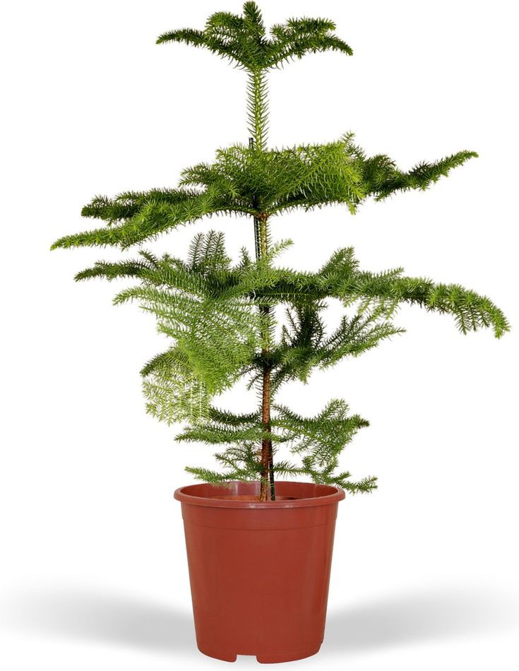 Araucaria Salon Çamı 60-70 cm