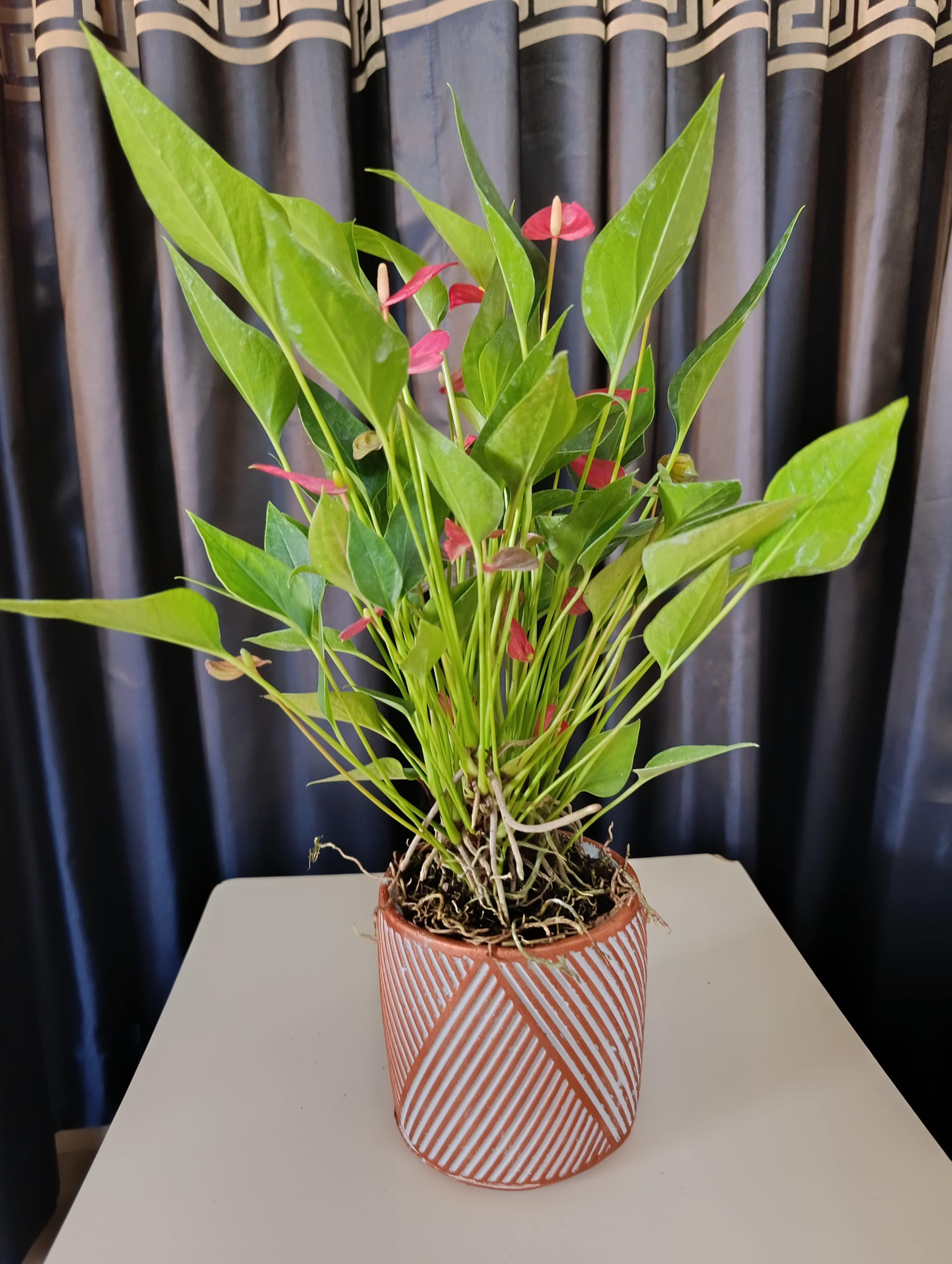 Simetrik Taş Saksıda Flamingo Çiçeği Hediyelik