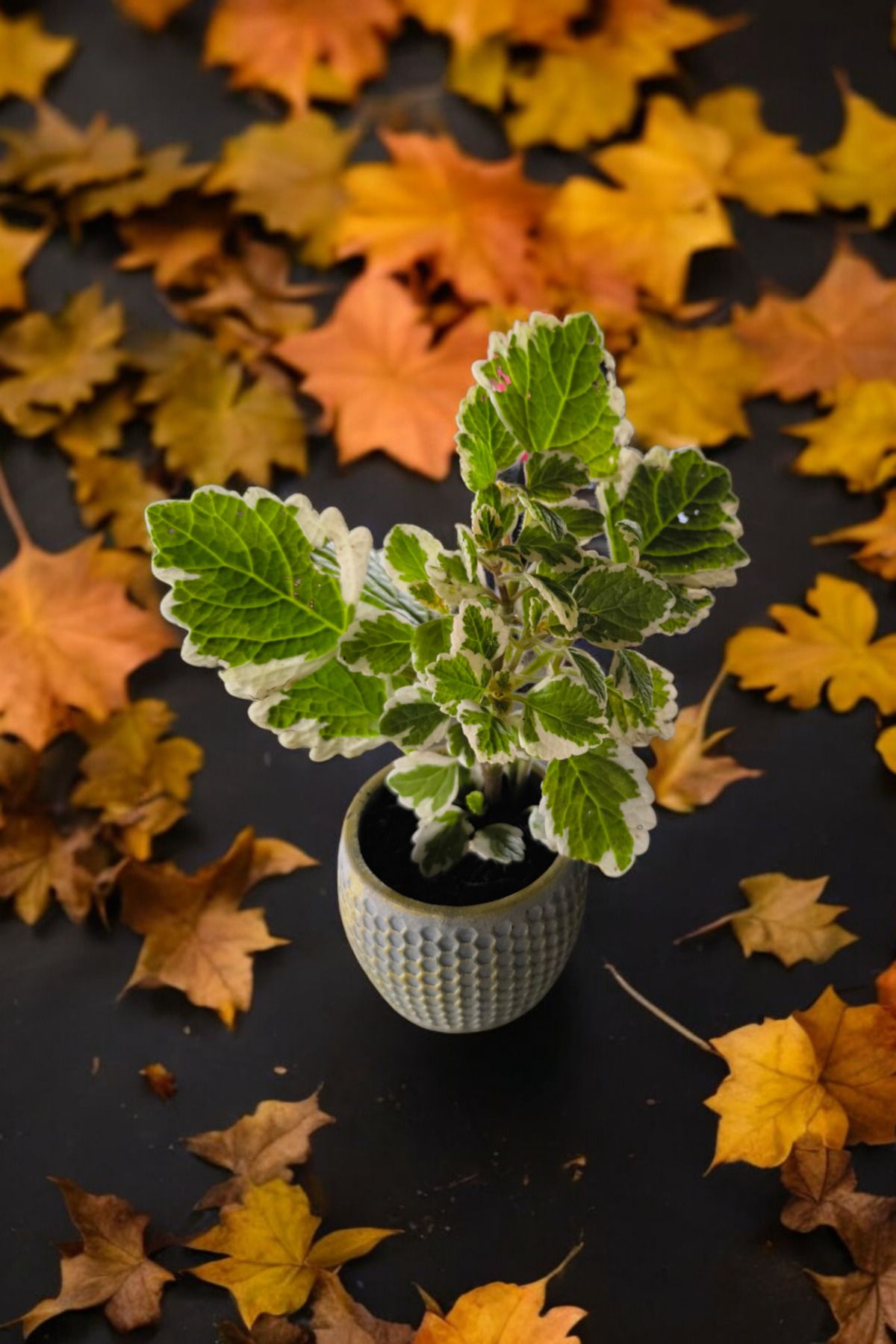 Mini Taş saksıda Cennet Yaprağı Bitkisi Muhteşem Kokulu 5.5 cm Plectranthus Coleoides